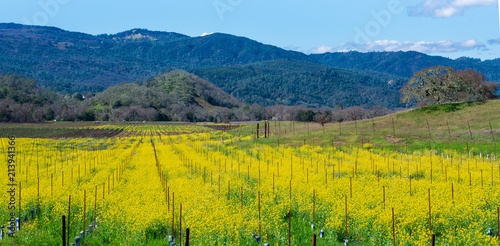 Open field of yellow mustard green with hills in farm land
