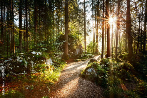 Magical scenic and pathway through woods in the morning sun.