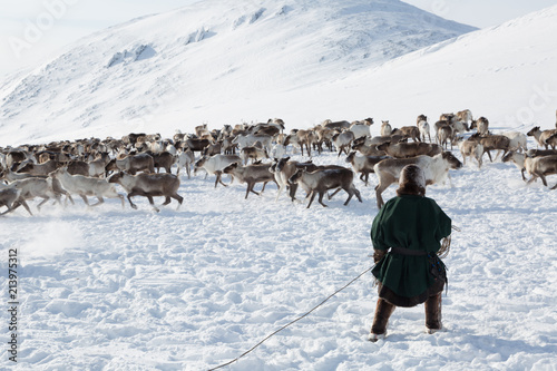Nenets reindeer man catches reindeers on a sunny winter day