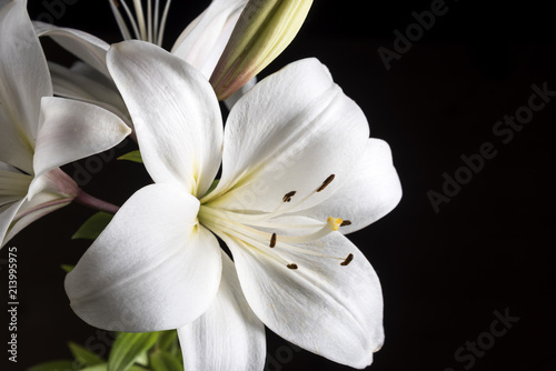 White Lily on a black background.