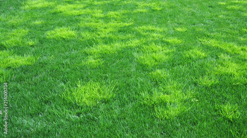 A troublesome annual bluegrass light green in color called poa trivialis