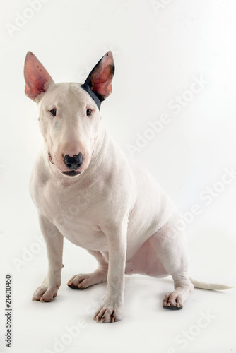 dog bull terrier on white background