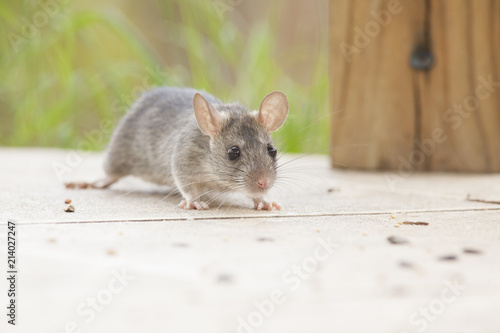 Rat eaten back yard feeder