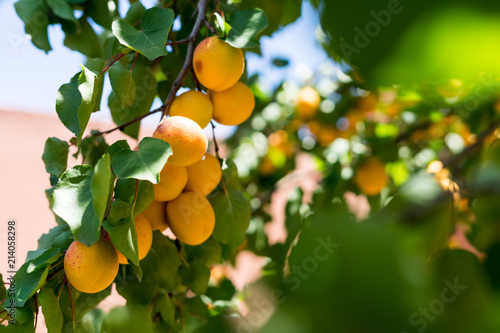 Un abricotier et ses fruits