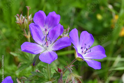 Close-up of a flowering blue/purple wild geranium (Geranium pratense) on blurred green background. Selective focus
