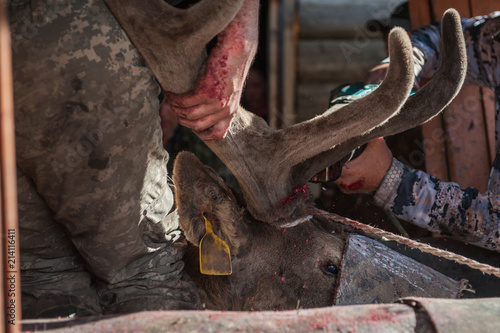 Cutting antlers of Altaic stag maral. The antlers of the Altai maral are the most valuable and are used in many non-traditional medicine of the world.