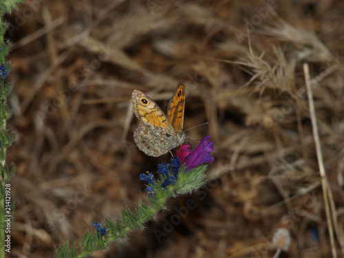 mariposa alas abiertas flor campana