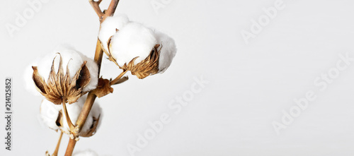 Gałęzi bawełny na białym tle. Delikatne białe bawełniane kwiaty. Jasne tło bawełny, leżał płasko.