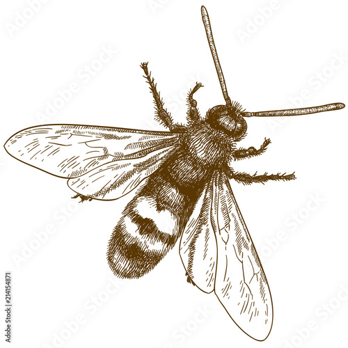 engraving illustration of hornet or vespa