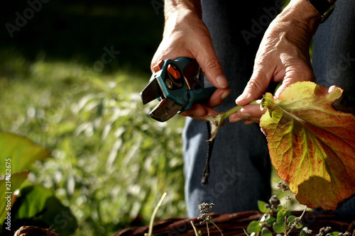 Seniorin bei der Gartenarbeit