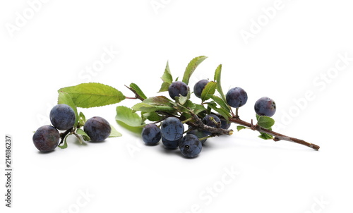 Fresh blackthorn berries with twig and leaves, prunus spinosa isolated on white background