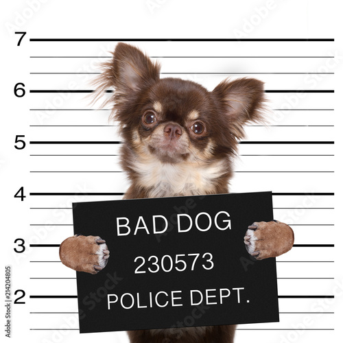 police mugshot dog
