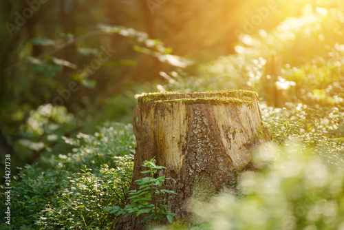 North scandinavian pine forest, Sweden natural travel outdoors vintage hipster background with the stump