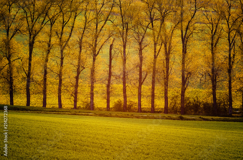 Beautiful golden trees in sun rays with meadow, natural seasonal background