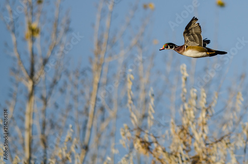 Wood Duck Flying Past the Autumn Trees