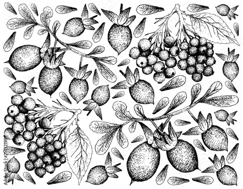 Hand Drawn of Elderberry and Diospyros Lycioides Fruits