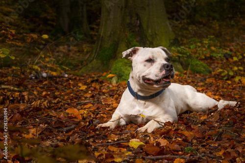 Hund Terrier im Wald Training