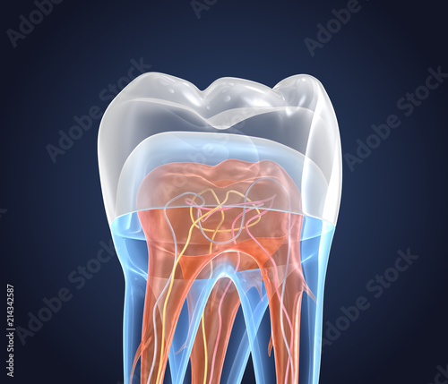 Transparent teeth with crown. 3d renderings of endodontics inner structure over white background