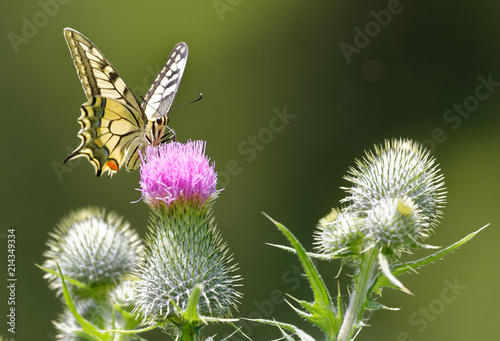 Le machaon