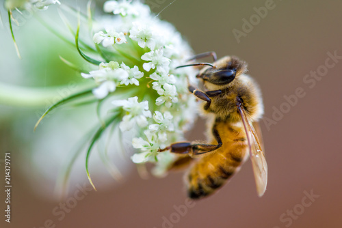 honeybee macro white flower