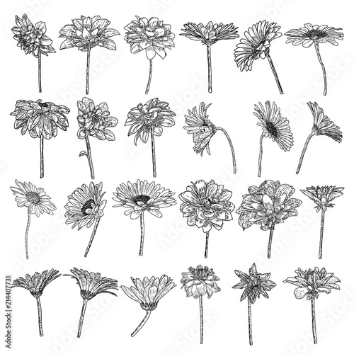 Set of isolated Daisy, Dahlias, Zinnia and Gerbera ink hand drawn flower illustration in black and white plane outline on white background. Spring botanical flowers vector.