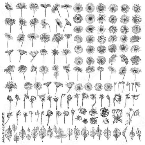 Large set of drawings Daisy, Dahlias, Zinnia and Gerbera flower with buds leaves and fern. Floral hand drawn botanical element illustration. Vector.
