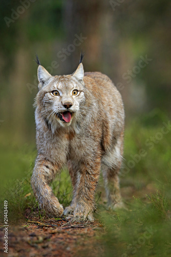 Lynx in green forest. Wildlife scene from nature. Walking Eurasian lynx, animal behaviour in habitat. Wild cat from Germany. Wild Bobcat between the trees. Hunting carnivore in autumn grass.