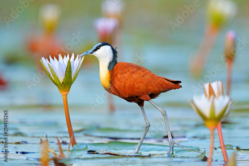 African jacana, Actophilornis africana, colorful african wader with long toes next to violet water lily in shallow water of seasonal lagoon, Botswana,Okavango delta. Bird with flower bloom.