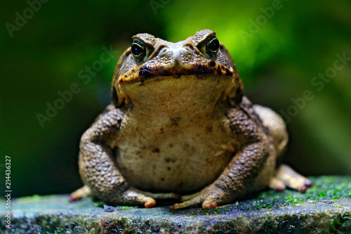 Ropucha trzcinowa, marina Rhinella, duża żaba z Kostaryki. Portret twarzy płazów w siedlisku przyrody. Zwierzę w tropikalnym lesie. Scena przyrody z natury.
