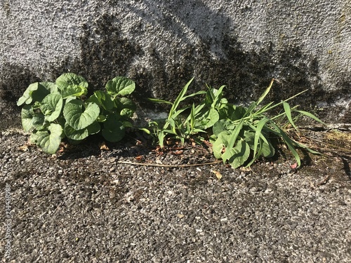 Plantes urbaines en matinée 