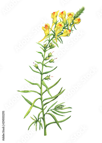 Branch with yellow flowers of plant Linaria vulgaris (also known as toadflax, butter-and-eggs, dragon flower or snapdragon). Watercolor hand drawn painting illustration isolated on a white background.
