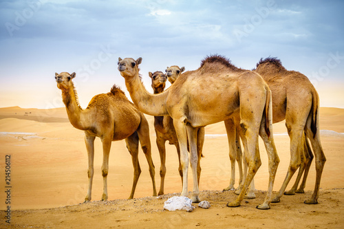 Wild camels in the desert