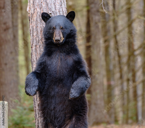 Standing Bear