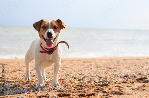 Dog Jack Russell on the beach
