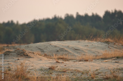 Krajobraz Pustyni Błędowskiej, Polska, piaszczyste wydmy, drugi plan rozmyty, suche drobne roślinki, w tle zielona linia lasu
