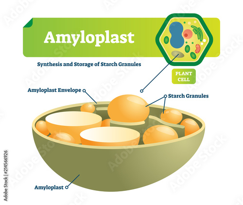 Amyloplast vector illustration. Labeled medical scheme with synhesis and storage of starch granules. Colorful diagram with envelope and plant cell. Microscopic cell structure.