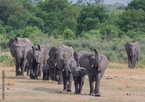 Elefanten in der Savanne vom in Simbabwe, Südafrika 