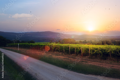 Sunrise over grape Vineyard; summer winery region morning landscape