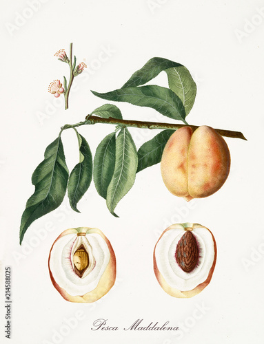 Isolated magdalena peach, peach tree leaves, peach flower and two fruit sections with kernel on white background. Old botanical detailed illustration By Giorgio Gallesio publ. 1817, 1839 Pisa Italy.