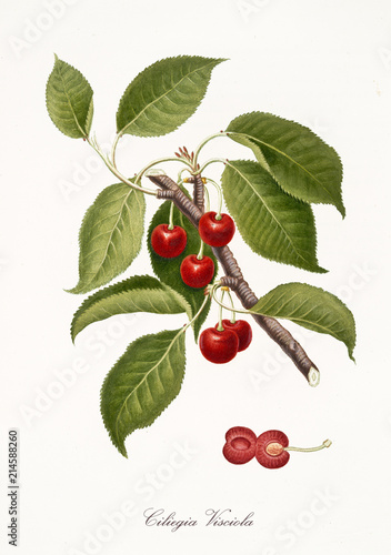 Red cherry, also known as Visciola cherry, cherry tree leaves and fruit section isolated on white background. Old botanical detailed illustration by Giorgio Gallesio publ. 1817, 1839 Pisa Italy