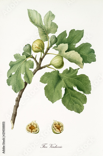 Couple of figs on their branch with fig leaves and section of a single fruit isolated on white background. Old botanical detailed illustration watercolor by Giorgio Gallesio on 1817, 1839