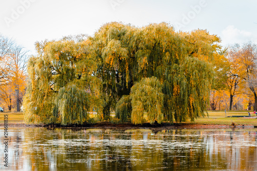 Landscape of a weeping willow tree during the fall by the pond in Riverside Park in Grand Rapids Michigan