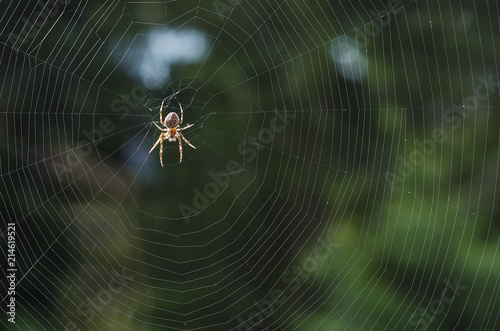 a spider on a cobweb in anticipation of food 1