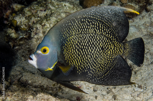 French angelfish on coral reef in the Caribbean