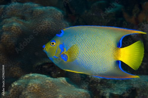 Queen angelfish underwater on coral reef in the Caribbean