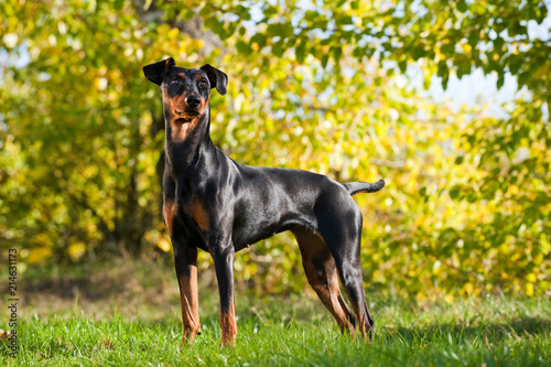 Deutscher Pinscher steht in einer Wiese unter Bäumen