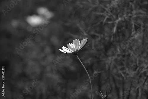 flower in front of other flower in background, flower among tree, flower with blur background, black and white