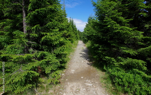Ścieżka w gęstym lesie w górach, Karkonoszach - polskim paśmie Sudetów