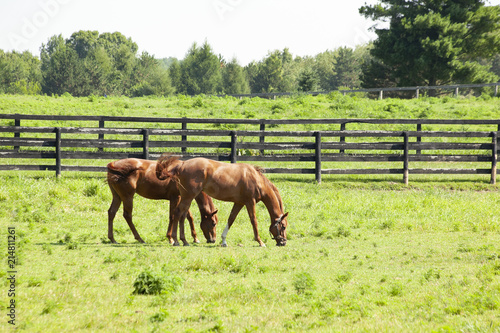 Two chestnut Thoroughbreds grazing in a pasture with gray board fencing behind them.