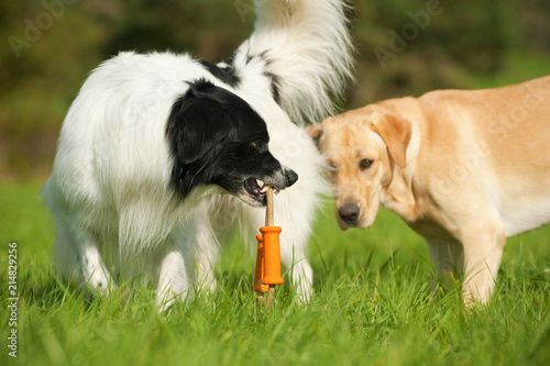 Hund verteidigt Spielzeug